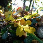 Herbst-Impressionen - Natur-Bilder