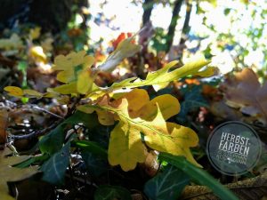 Eichenblatt-Herbstfarben