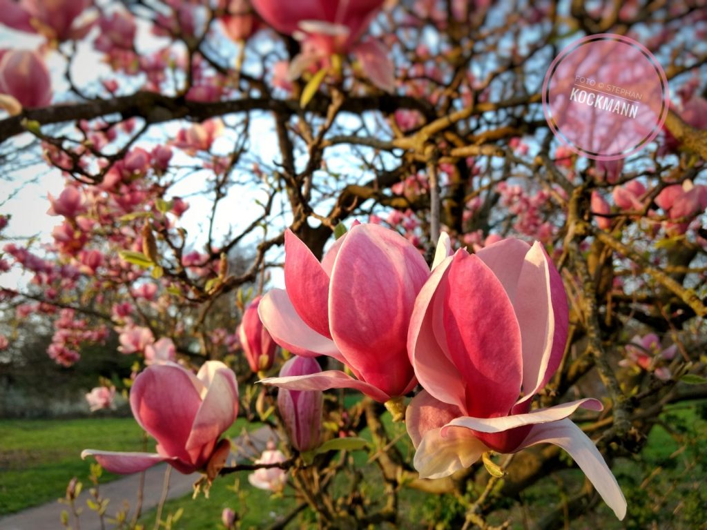 Magnolienblüten am Aasee.