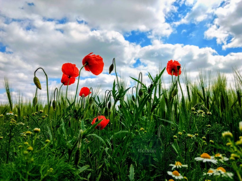Wilde Blüten-Schönheiten am Rand eines Kornfelds im Mai-Sonnenschein