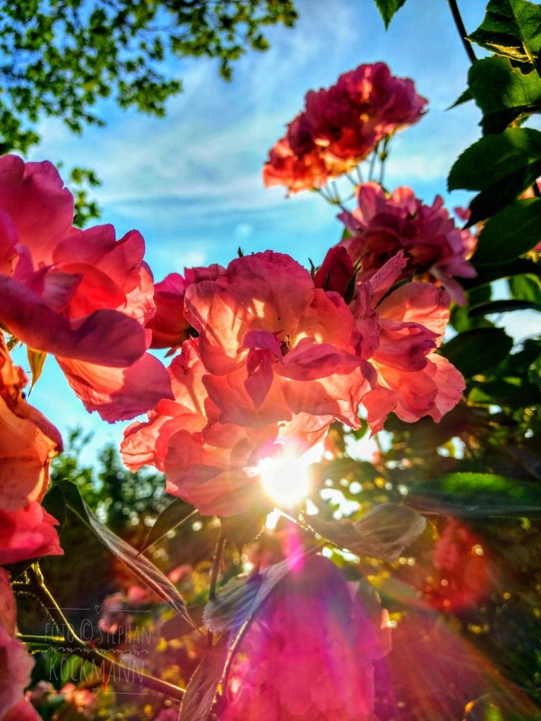 Sommer-Rosen im Sonnenlicht