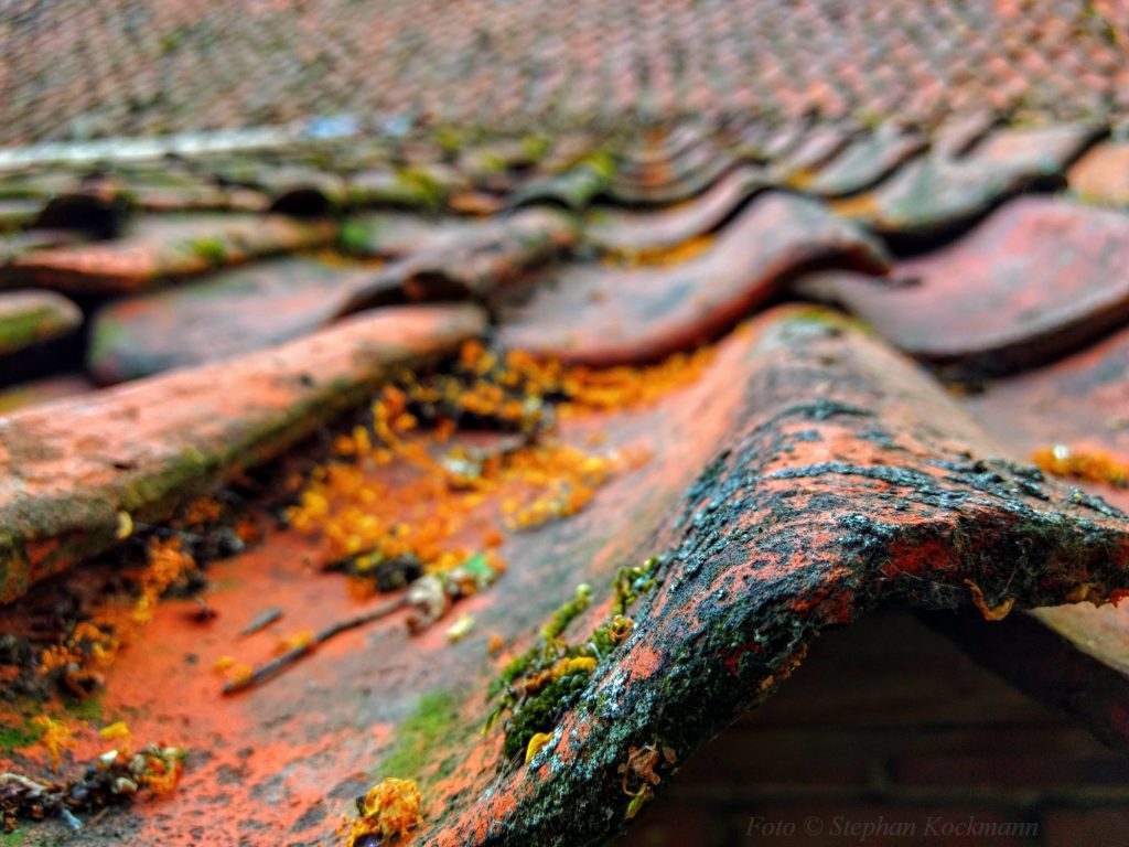 Dachziegel auf Scheune (Foto: Stephan Kockmann)