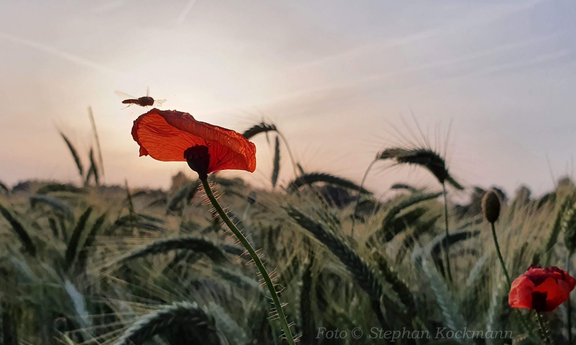 Sommer-Bilder: Kleines Insekt in der Abendsonne