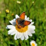Schmetterling auf einer Margerite