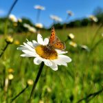 Schmetterling auf einer Margerite