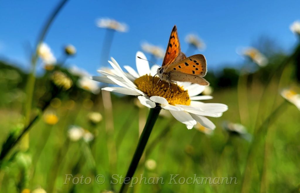 Schmetterling auf einer Margeriten-Blüte
