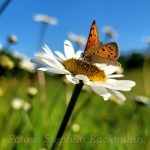 Schmetterling auf Margeriten-Blüte