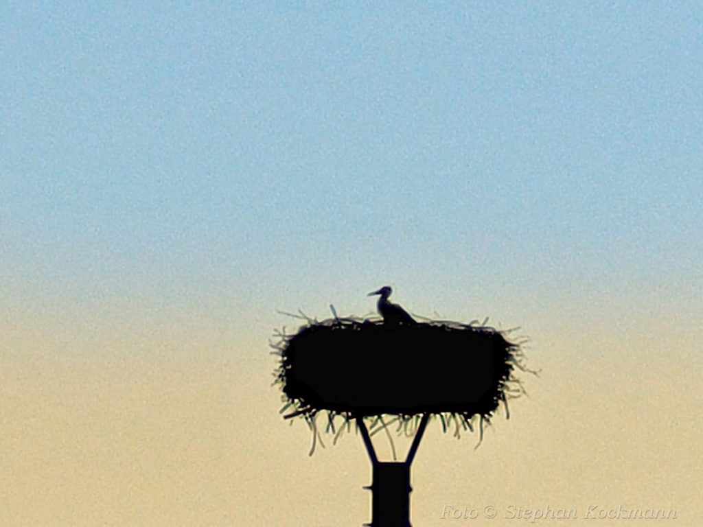 Storch im Nest in Lüdinghausen