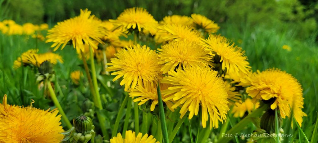 Löwenzahnblüten