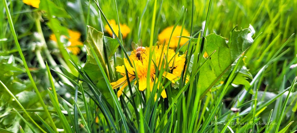 Löwenzahnblüte mit Biene