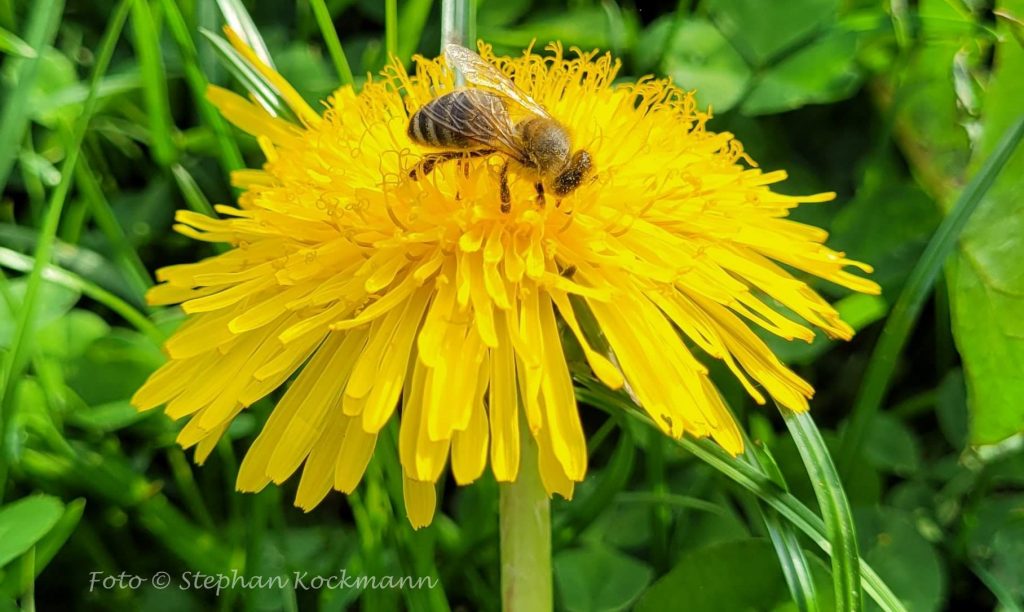 Löwenzahnblüte mit Biene