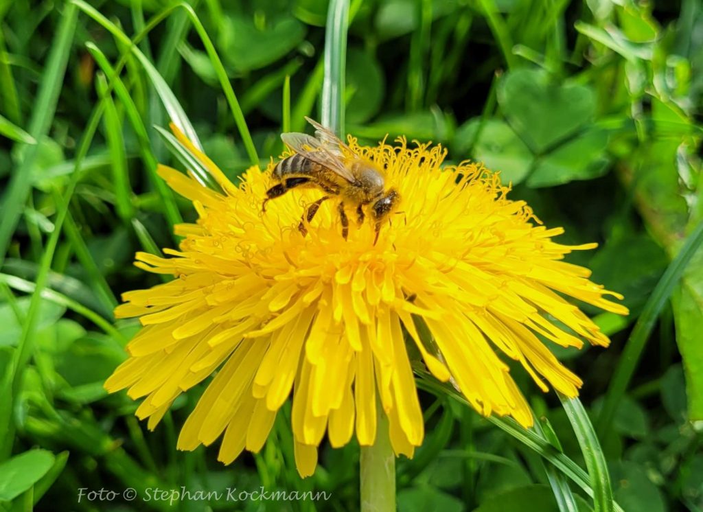 Löwenzahnblüte mit Biene