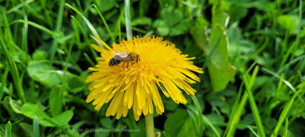 Löwenzahnblüte mit Biene
