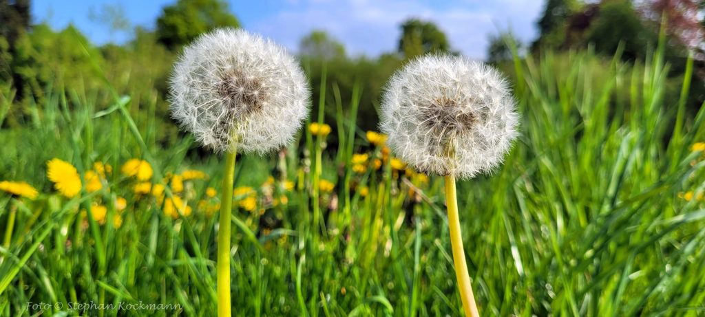 Pusteblumen-Paar