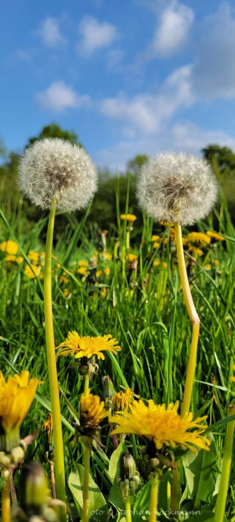 Pusteblumen-Paar