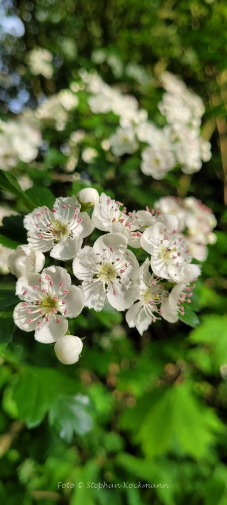 Schwarzdorn-Blüten