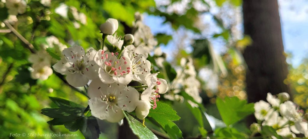 Schwarzdorn-Blüten